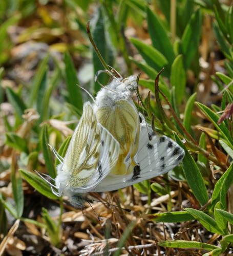 Réf. 145 798 : Pontia callidice