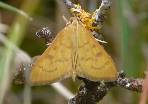 Mecyna auralis