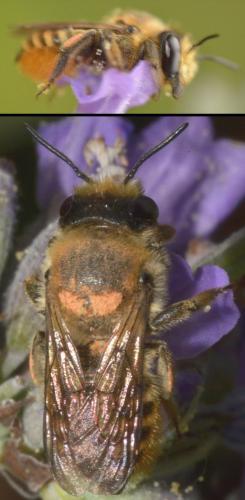 Megachile sp.