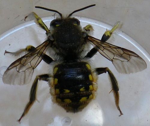 Anthidium manicatum