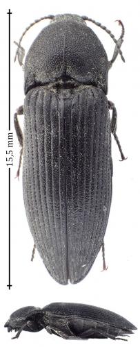 Melanotus punctolineatus