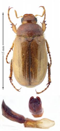 Amphimallon majale