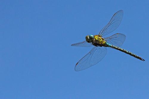 Aeshna affinis