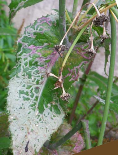 Chromatomyia sp.