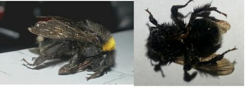 Bombus sp.