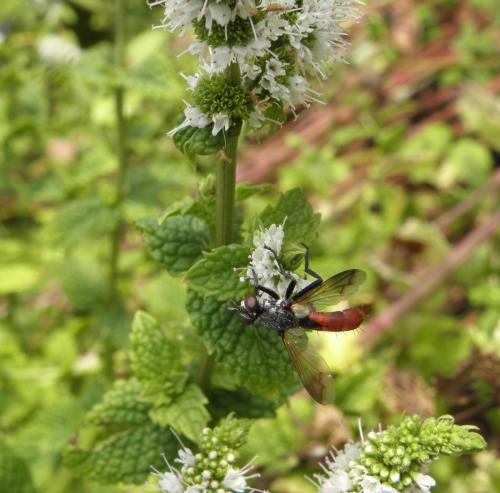 Cylindromyia bicolor