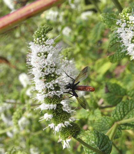 Cylindromyia bicolor
