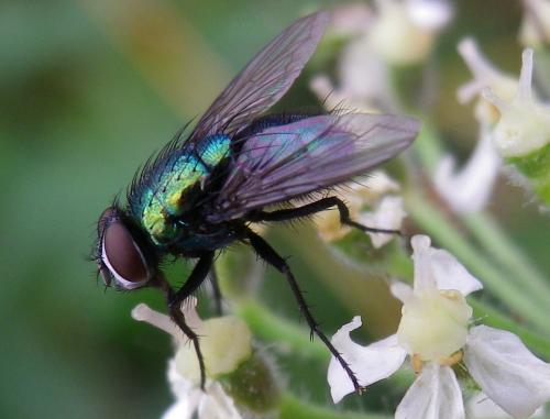Lucilia silvarum