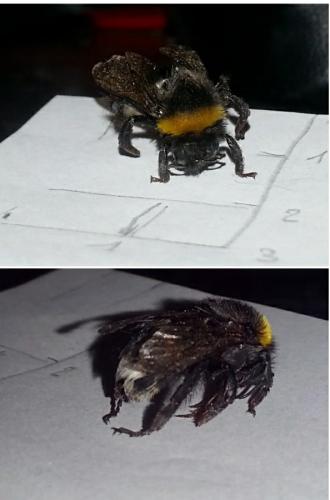 Bombus sp.