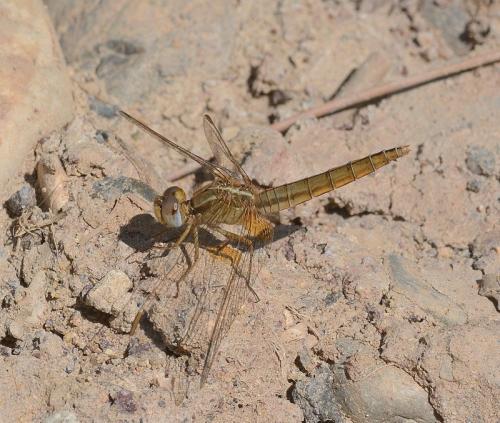 Réf. 145 902 : Crocothemis erythraea