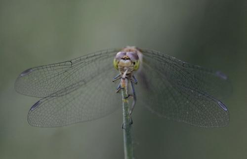 Sympetrum striolatum