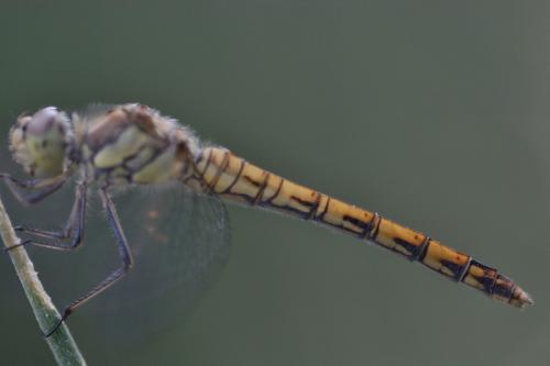 Sympetrum striolatum