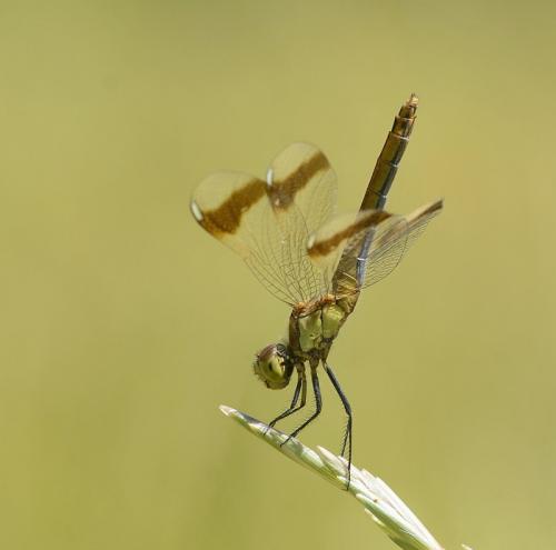 Réf. 145 175 : Sympetrum pedemontanum