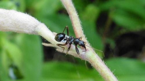 Himacerus mirmicoides