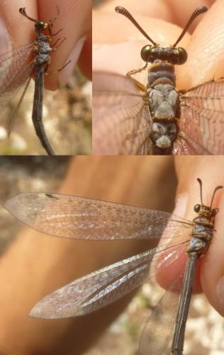 Réf. 145 169 : Myrmeleon gerlindae