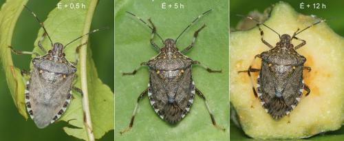 Halyomorpha halys