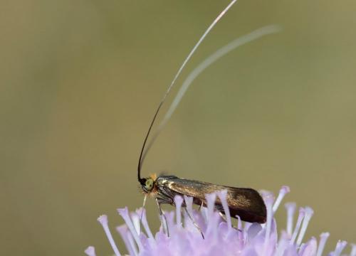 Nemophora metallica