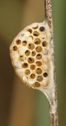 Diolcogaster sp.