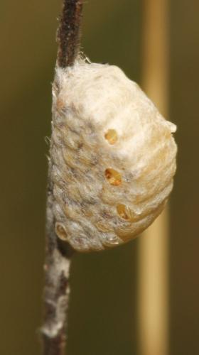 Diolcogaster sp.