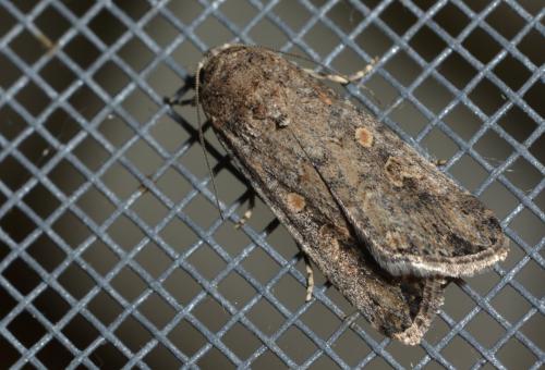 Réf. 145 601 : Spodoptera exigua