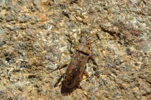 Nysius graminicola graminicola