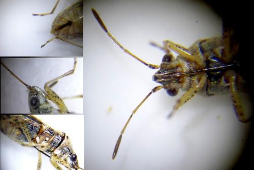 Nysius graminicola graminicola