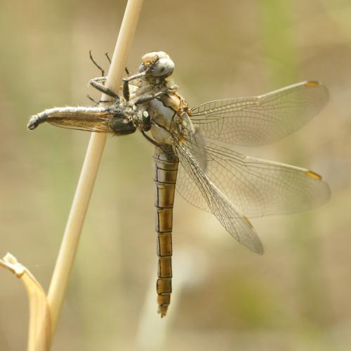 Réf. 145 639 : Orthetrum brunneum