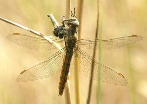 Réf. 145 640 : Orthetrum brunneum