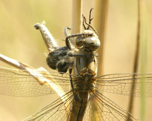 Machimus rusticus