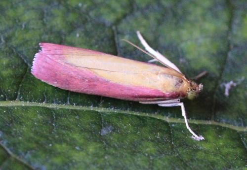 Oncocera semirubella