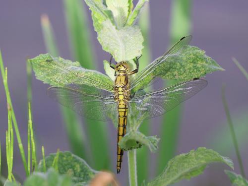 Orthetrum cancellatum