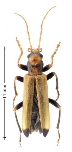 Nacerdes melanura
