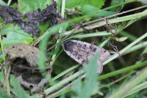 Noctua pronuba