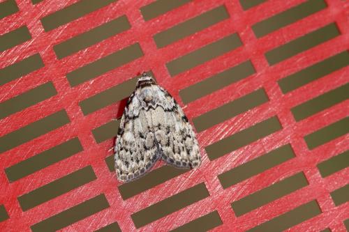 Meganola strigula