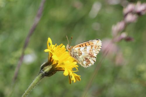 Boloria graeca