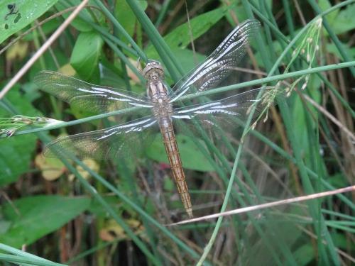 Orthetrum brunneum