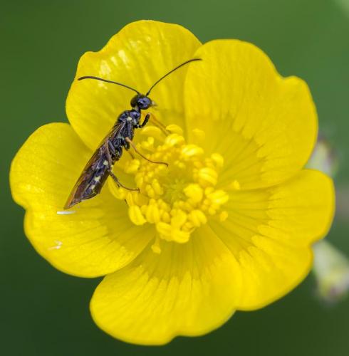 Réf. 145 607 : Cephinae inconnu