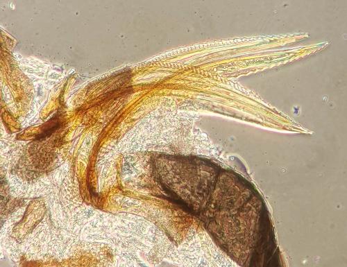 Réf. 145 161 : Aeolothrips collaris