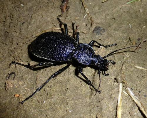 Carabus scabrosus