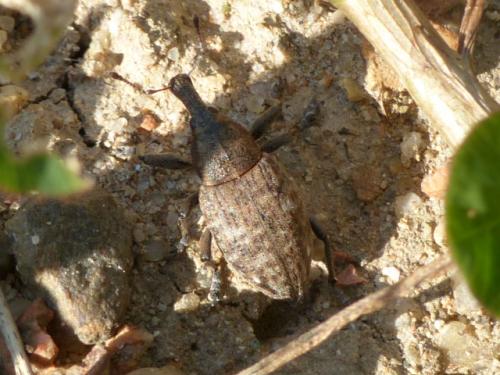 Réf. 145 667 : Lepyrus capucinus
