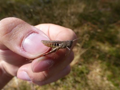 Réf. 145 464 : Chorthippus vagans