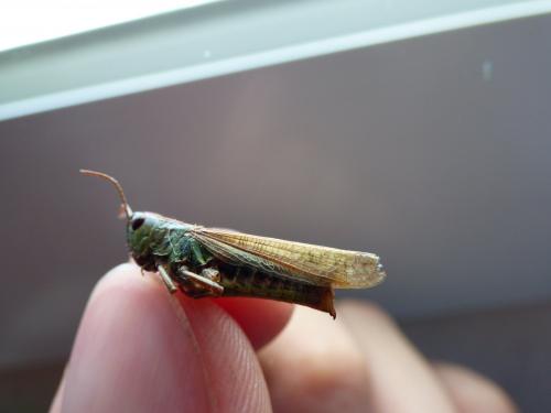 Réf. 145 460 : Pseudochorthippus parallelus parallelus