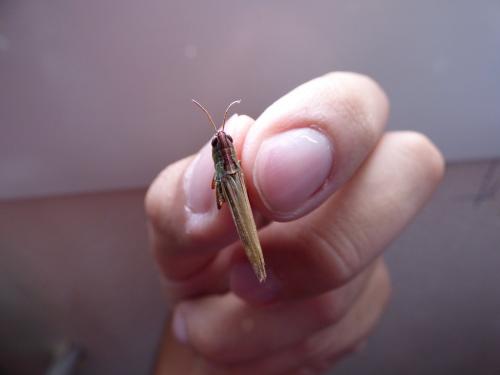Réf. 145 459 : Pseudochorthippus parallelus parallelus