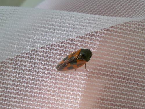 Haematoloma dorsata