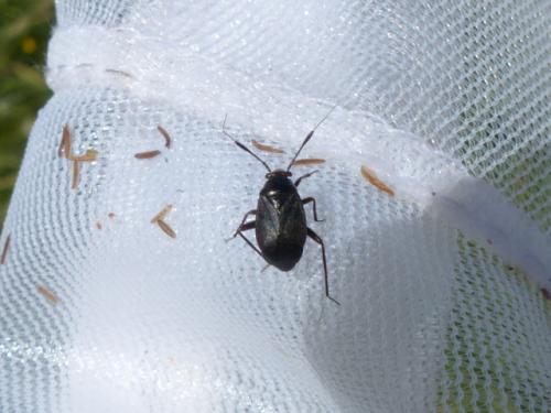 Capsus ater