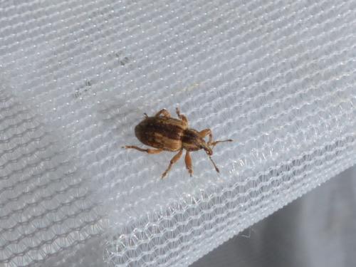 Hypera sp.