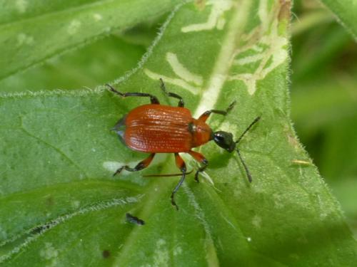 Apoderus coryli