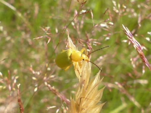Cteniopus sulphureus