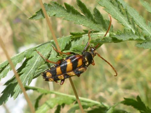 Leptura aurulenta