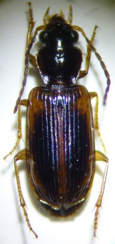 Réf. 145 136 : Anthracus consputus
